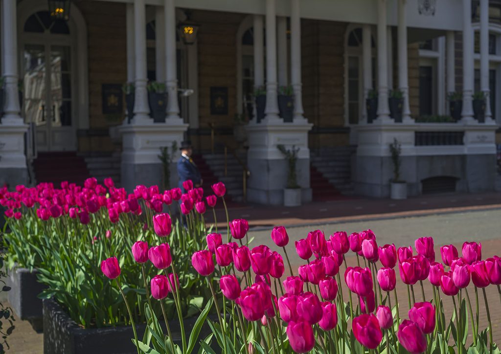 Festiwal Tulipanów w Amsterdamie