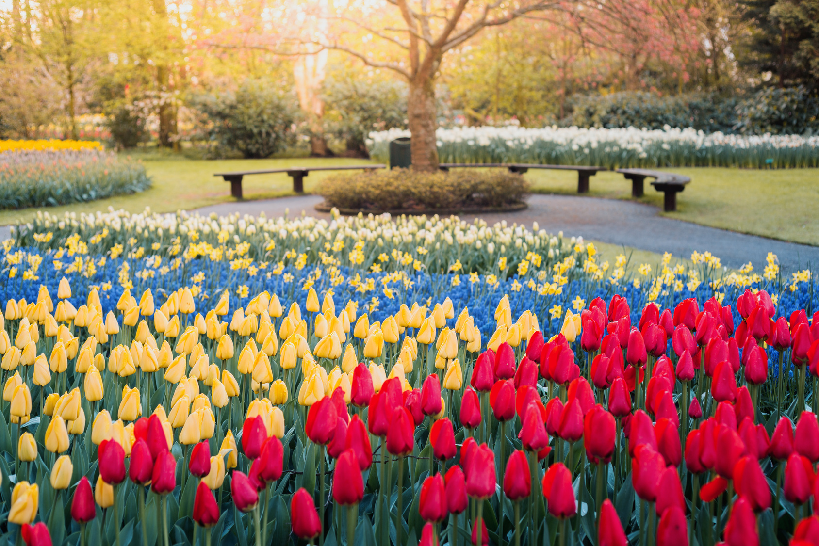 Festiwal Tulipanów w Amsterdamie