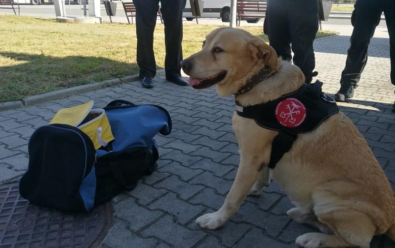 Pies Graffi, który wyczuł towar w bagażu 27-latka.