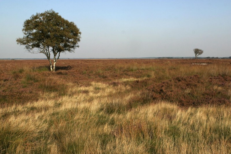 Dwingelderveld