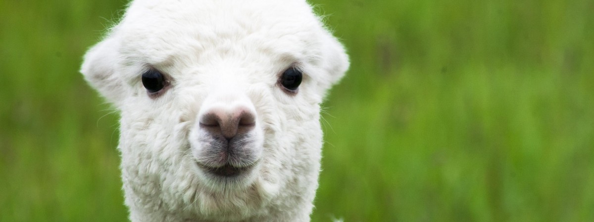 Rotterdam: w miejskim zoo urodziła się alpaka. Trwa konkurs na wymyślenie jej imienia [ZDJĘCIA] 