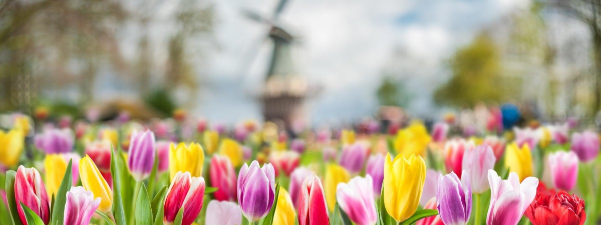 Tulip Experience Amsterdam. Niezwykła atrakcja dla wielbicieli tulipanów 