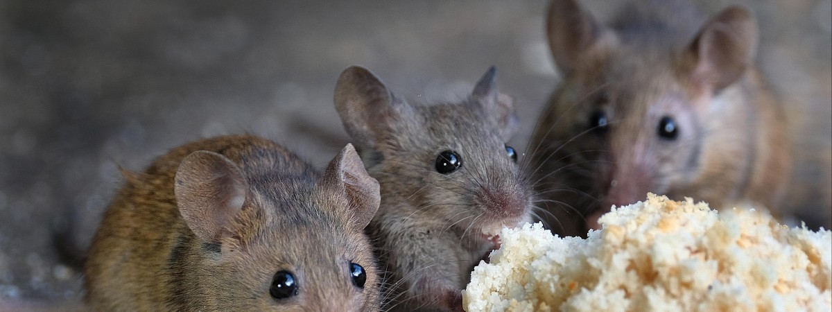 Szokujące odkrycie w Brabancji Północnej. W jednym z domów znaleziono tysiące myszy