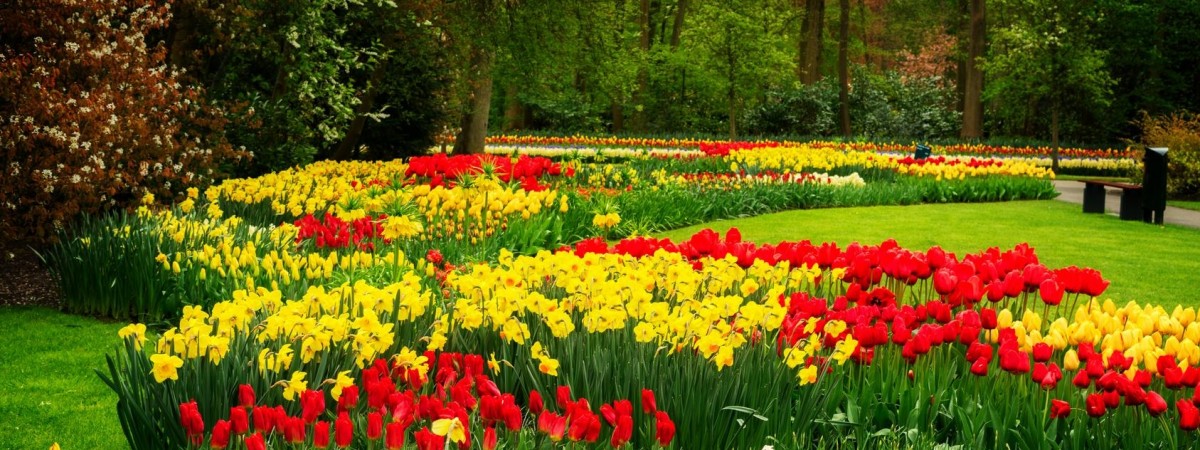 Wielkie otwarcie Keukenhof. Po raz pierwszy od wybuchu pandemii koronawirusa
