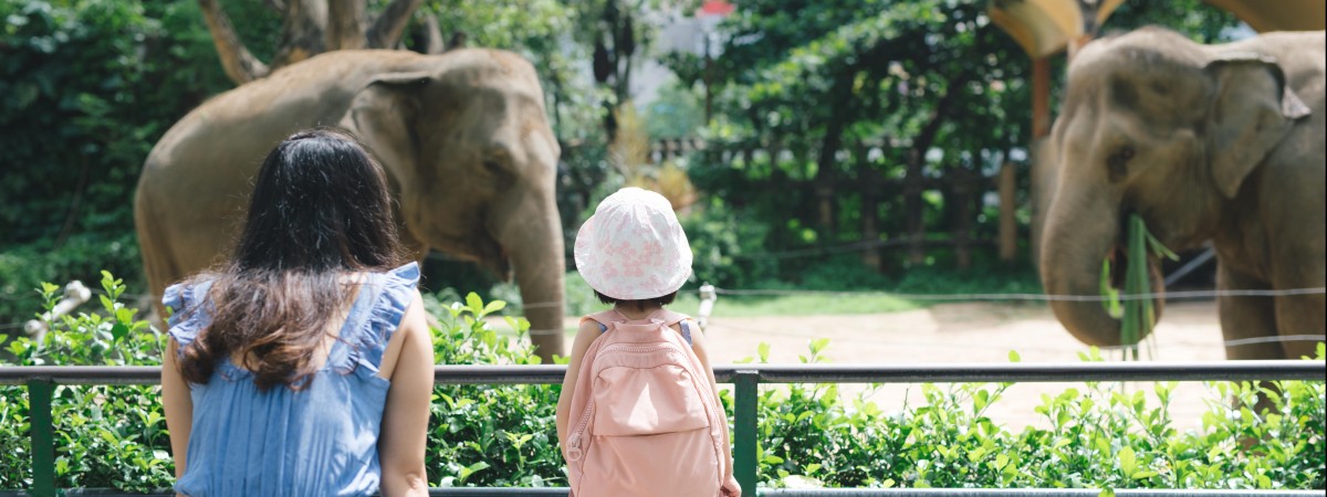 Spotkanie ze zwierzętami w Niderlandach. TOP 5 ogrodów zoologicznych w Holandii