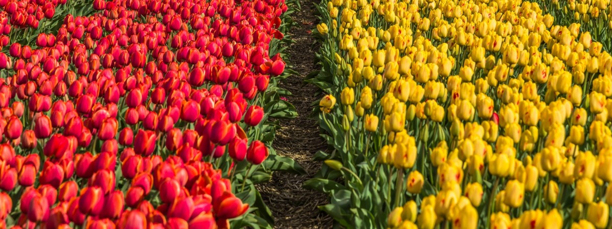 Wyprawa do krainy kwitnących cebulek: Lisse i pola tulipanów 