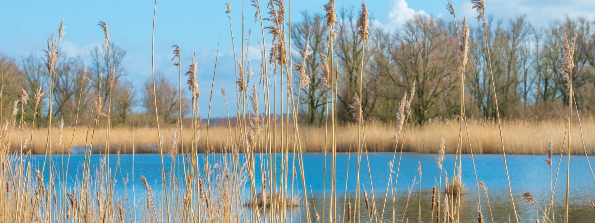Rodzinny dramat w Holandii. Rodzice i siostra zginęli na oczach 7-letniej dziewczynki