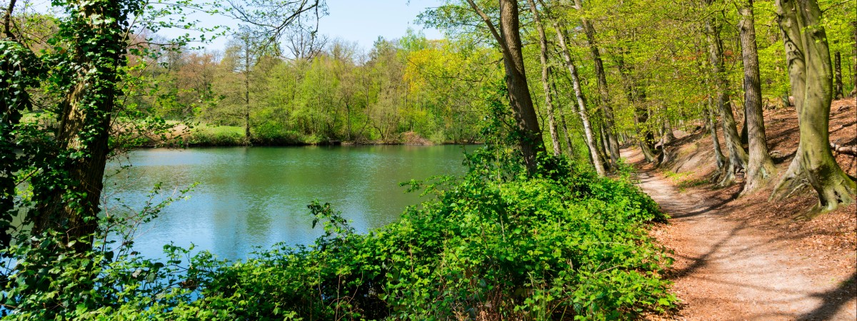 Wybrano najbardziej zielone miasto w Holandii. Zwycięską miejscowość można znaleźć w Geldrii