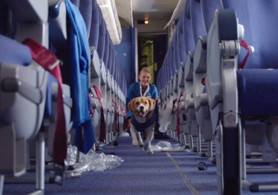 Nowy pracownik KLM