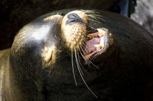 Delfinarium w Harderwijk