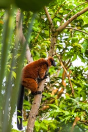 Lemur uciekinier wałęsał się po ulicach Amsterdamu. 