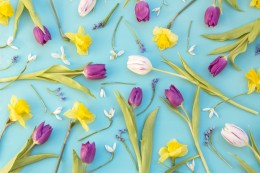 Festiwal tulipanów w Amsterdamie