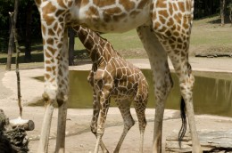 Narodziny żyrafy w amsterdamskim zoo.