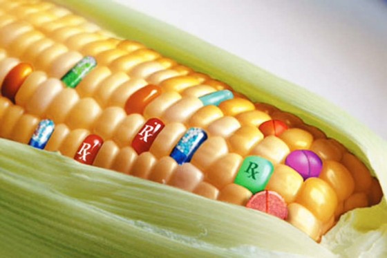 Czy GMO uratuje nas od głodu, czy nas zabije?