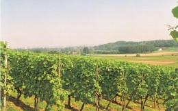 Odkryj tajemnice holenderskiego wina