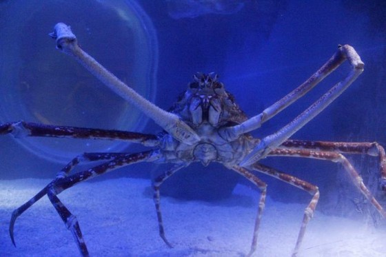 Krab Aleksander zamieszkał w Holandii