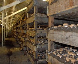 Hodowcy pieczarek wyzyskują pracowników