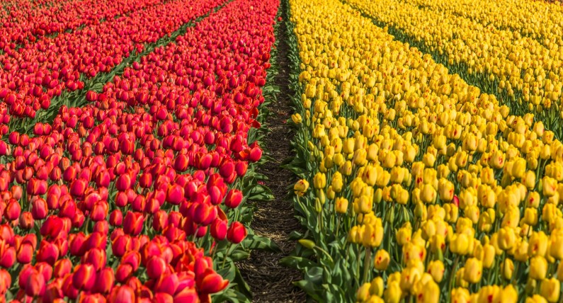 Wyprawa do krainy kwitnących cebulek: Lisse i pola tulipanów 