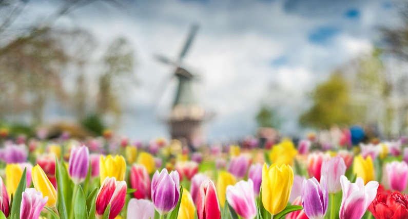 Tulip Experience Amsterdam. Niezwykła atrakcja dla wielbicieli tulipanów 