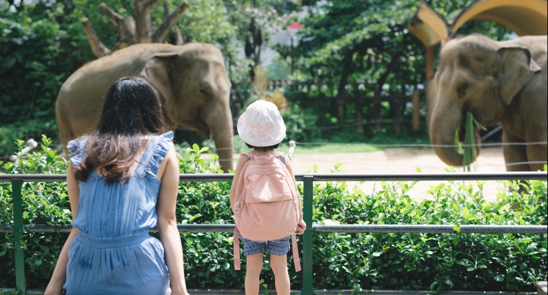 Spotkanie ze zwierzętami w Niderlandach. TOP 5 ogrodów zoologicznych w Holandii