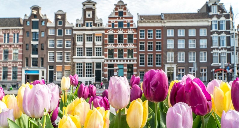 Narodowy Dzień Tulipana. Plac Dam w Amsterdamie znów zmieni się w kwiatowy dywan