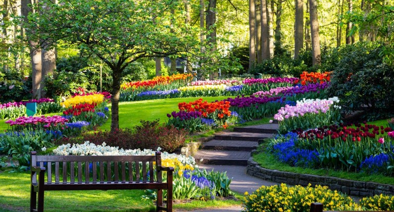Dzisiaj rozpoczął się sezon w Keukenhof – jednym z najpiękniejszych ogrodów świata