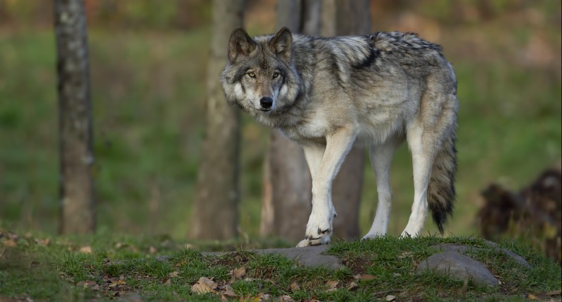 Holandia: Mężczyzna zaatakowany przez dzikie zwierzę. ,,Prawdopodobnie był to wilk”