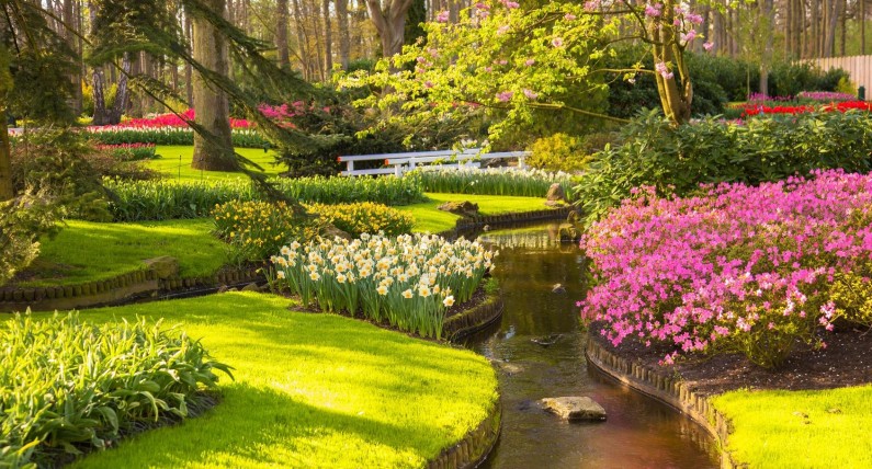 1,5 miliona turystów w Keukenhof. Padły rekordowe liczby