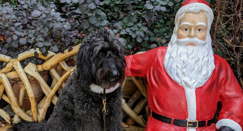 Sinterklaas kontra Kerstman: kto jest prawdziwym Świętym Mikołajem?