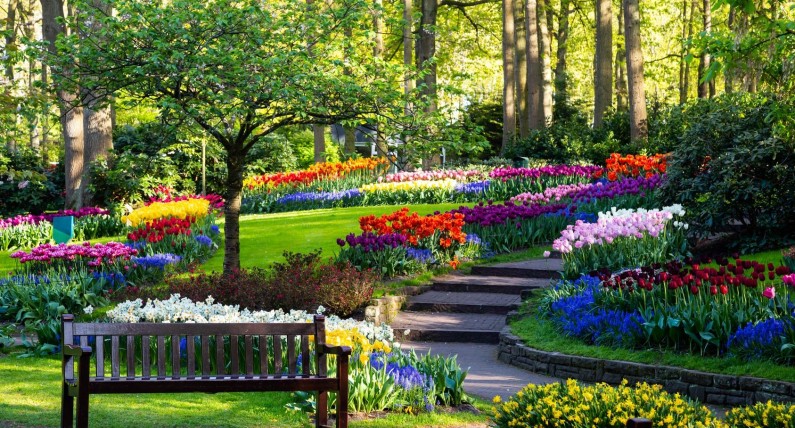 Bramy Keukenhof pozostają zamknięte. Kiedy wielkie otwarcie?