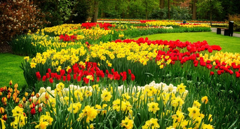 Wielkie otwarcie Keukenhof. Po raz pierwszy od wybuchu pandemii koronawirusa