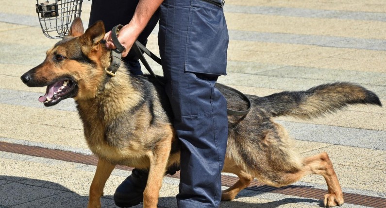 Polak zwolniony z wyroku. Został wystarczająco „ukarany” przez policyjnego psa
