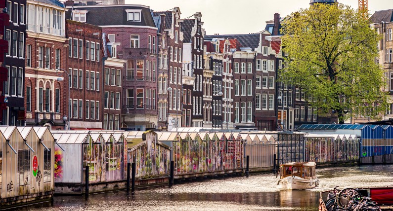 Kryzys targu kwiatowego w Amsterdamie? Zakupione cebulki nie kwitną 