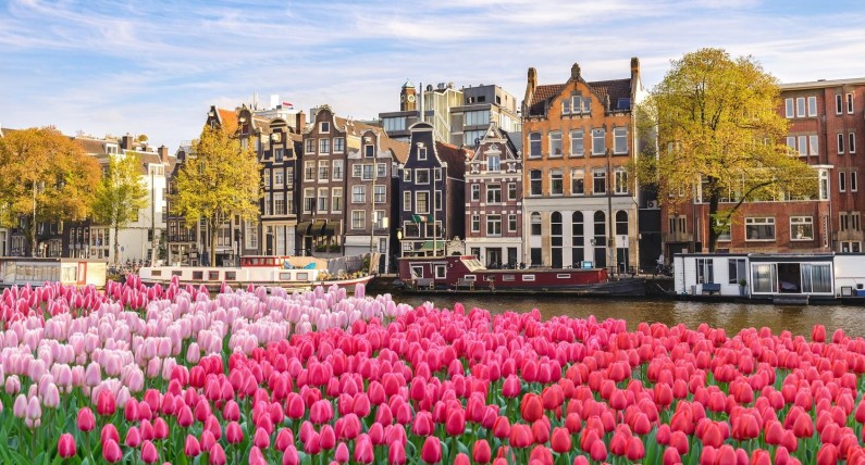 Wiosenne szaleństwo i tulipan dla każdego: rozpoczęcie Amsterdam Tulp Festival 