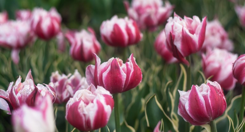 Otwarcia Keukenhof w tym roku nie będzie, ale tulipany można oglądać online
