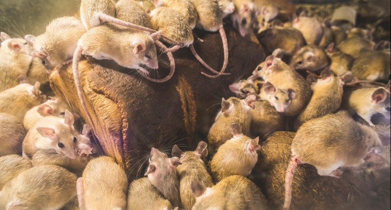 Plaga szczurów w Holandii. Gryzonie wchodzą do restauracji i tramwajów