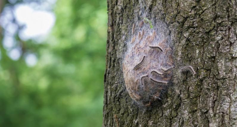 Groźne gąsienice atakują Holandię. Powodują wysypkę, a nawet problemy z oddychaniem