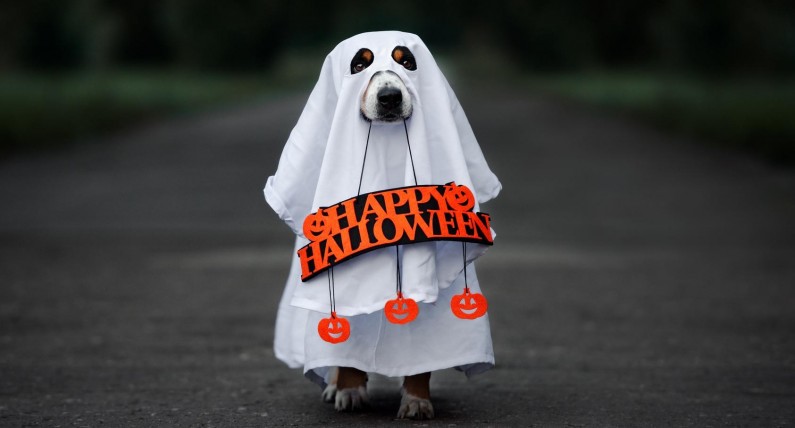 Legendy o duchach i „straszne” atrakcje: jak spędzić Halloween w Holandii