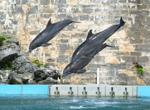 Delfinarium w Harderwijk
