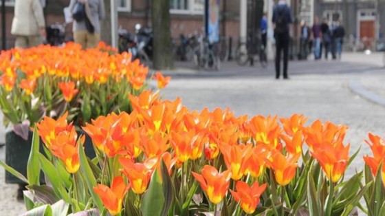 Zbliża się Festiwal Tulipanów!