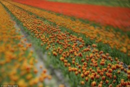 Wspaniałe fotografie i geometryczna doskonałość pól tulipanów