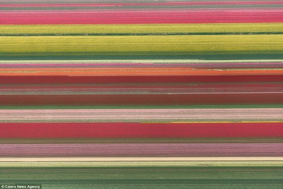 Wspaniałe fotografie i geometryczna doskonałość pól tulipanów