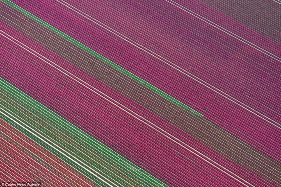 Wspaniałe fotografie i geometryczna doskonałość pól tulipanów