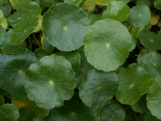 Tropikalna Holandia
