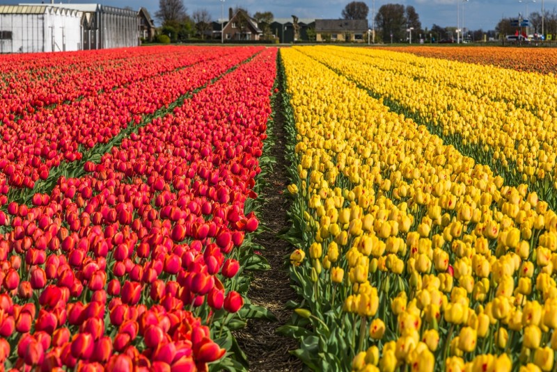 Pola tulipanowe wokół Lisse to prawdziwa atrakcja.