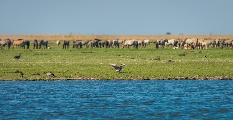 Oostvaardersplassen to jedna z atrakcji Flevoland.