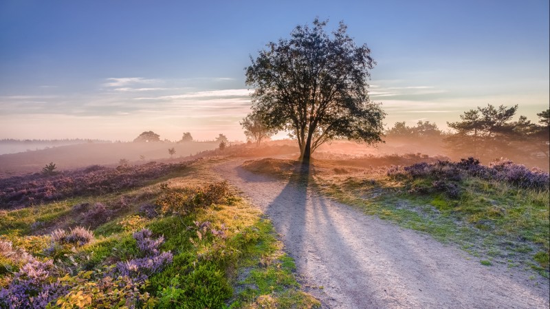 Park narodowy Veluwe jest zachwycający.