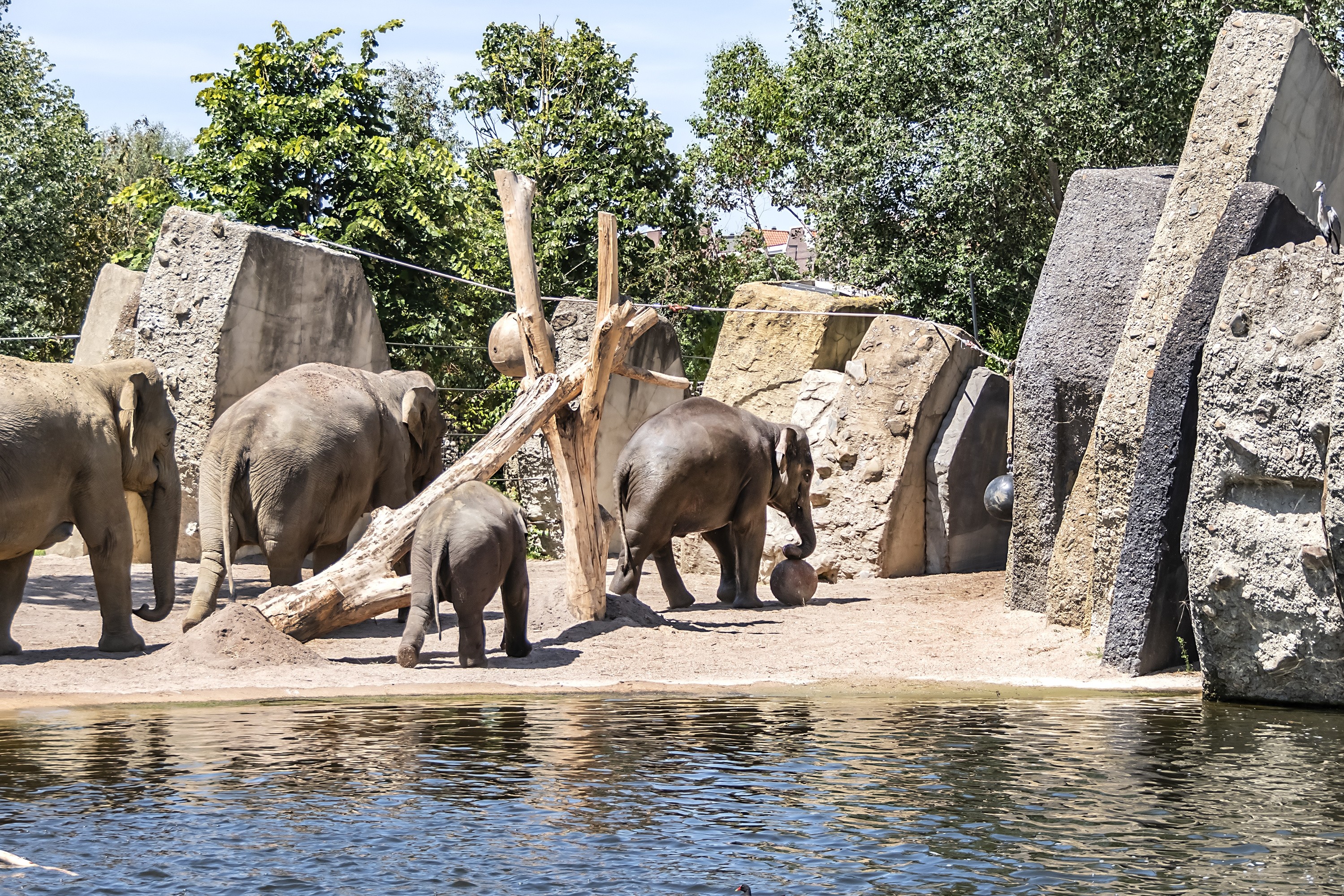 Zoo w Amsterdamie.