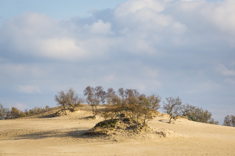 Loonse and Drunense Duinen