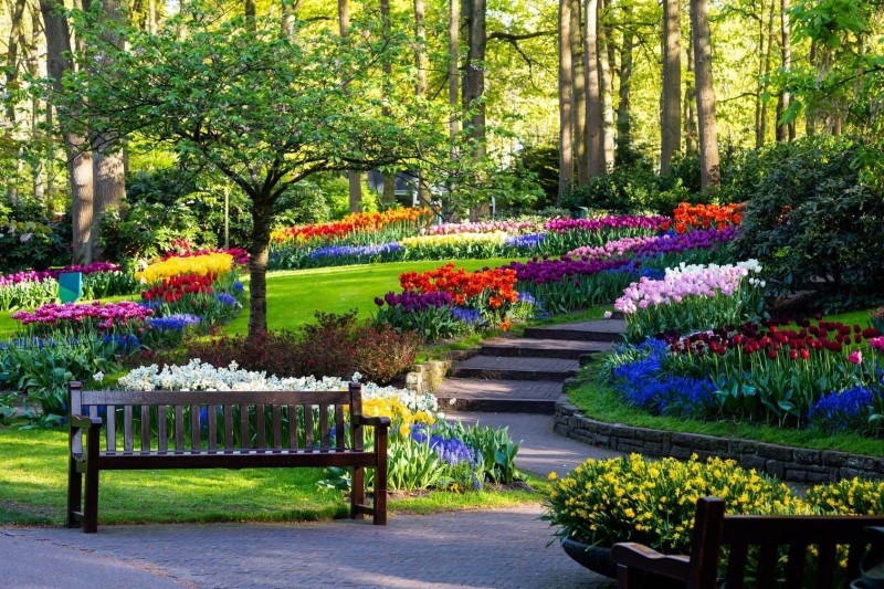 W holenderskim Lisse znaleźć można jeden z najpiękniejszych ogrodów na świecie.